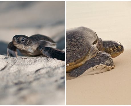 2 schildkröten auf sand